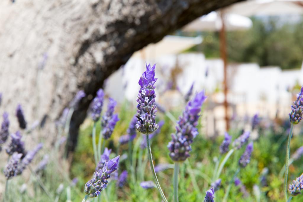 Tenuta Centoporte - Resort Hotel Otranto Esterno foto